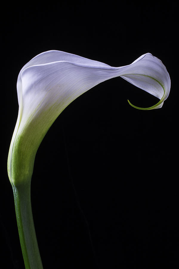 Flower Photograph - Calla lily Cural by Garry Gay