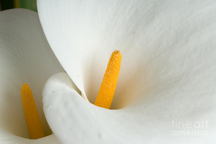 Flower Photograph - Calla Lily by Dan Suzio