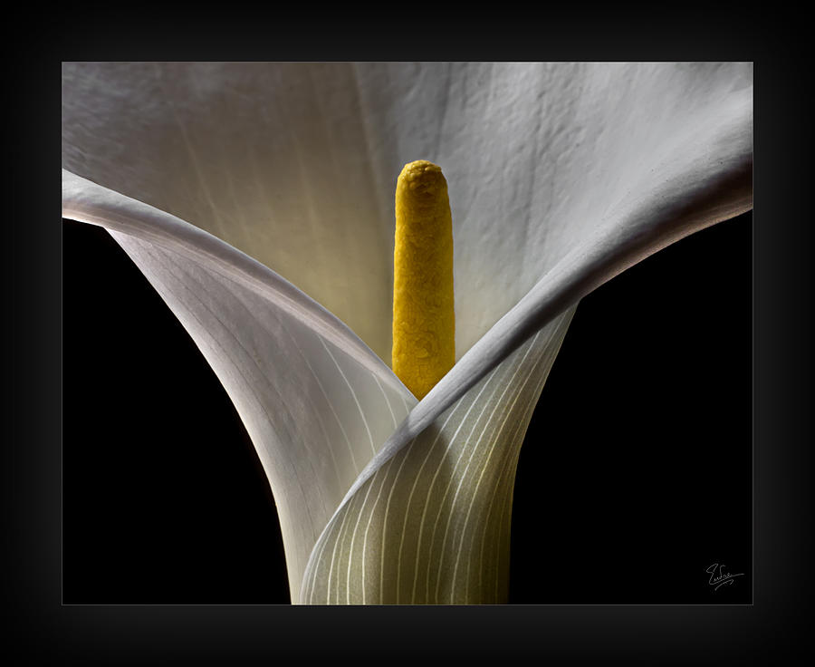 Calla Lily Detail Photograph by Endre Balogh