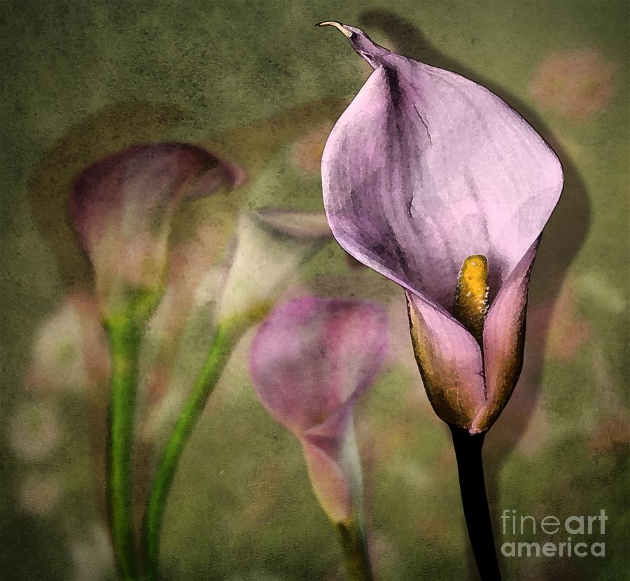 Calla Lily Dream Photograph by Shirley Mangini