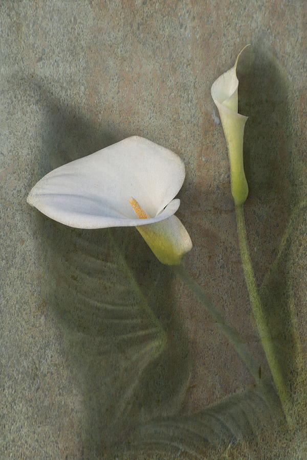 Lily Photograph - Calla Lily Dreaming by Angie Vogel