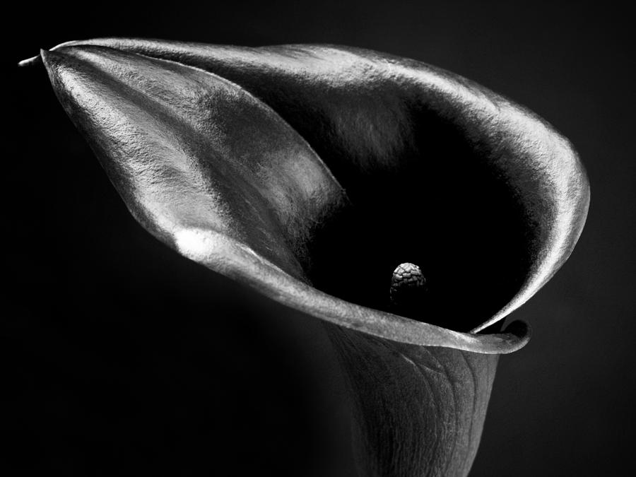 Nature Photograph - Calla Lily Flower Black and White Photograph by Nadja Drieling - Flower- Garden and Nature Photography - Art Shop