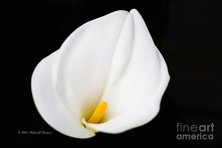 Calla Lily Flower Face Photograph by Richard J Thompson 