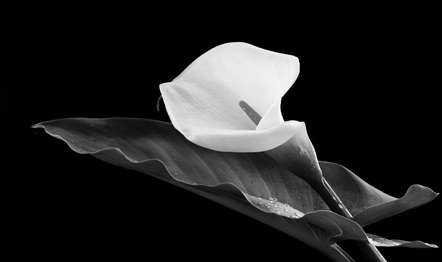 Calla lily flower Photograph by Michalakis Ppalis