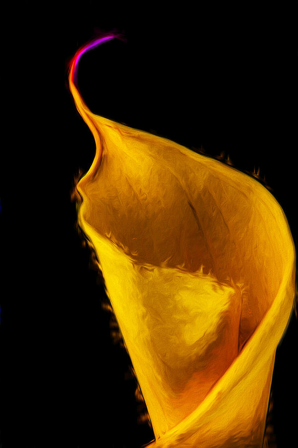 Calla Lily Flower Painted Digitally Photograph by David Haskett II
