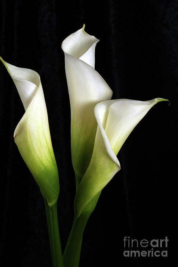 Calla Lily Flower Trio  Photograph by Linda Matlow