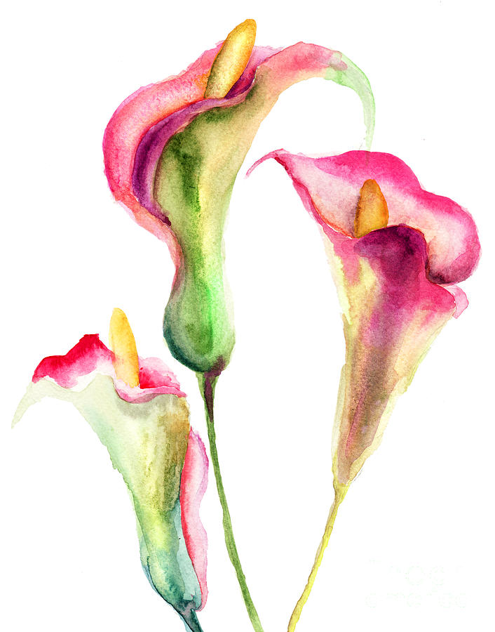Abstract Painting - Calla Lily flowers by Regina Jershova