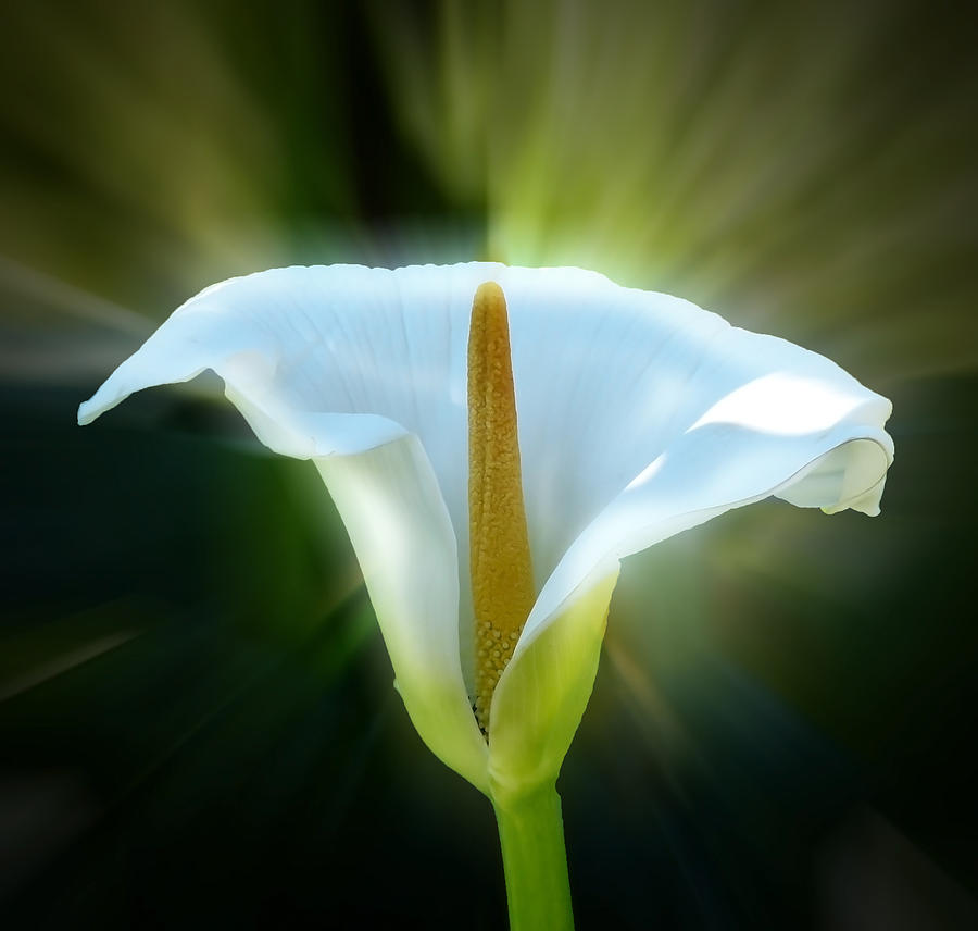 Flower Photograph - Calla Lily by Frank Bright