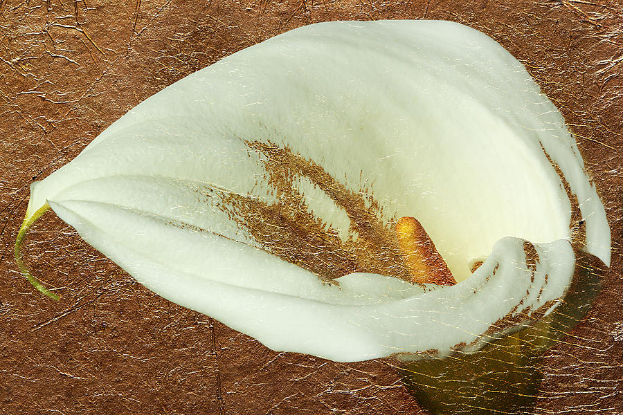 Calla Lily Gold Leaf Photograph by Phyllis Denton