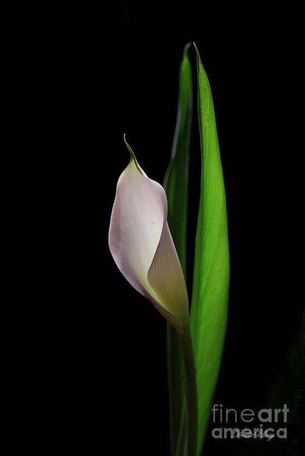 Calla Lily Grace Photograph by Dodie Ulery