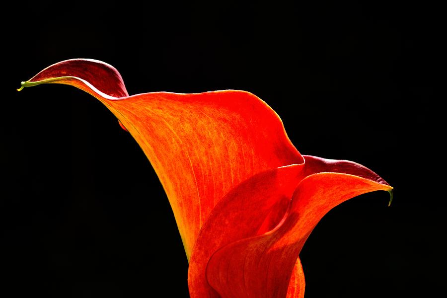 Calla Lily High Contrast Photograph by Scott Lyons