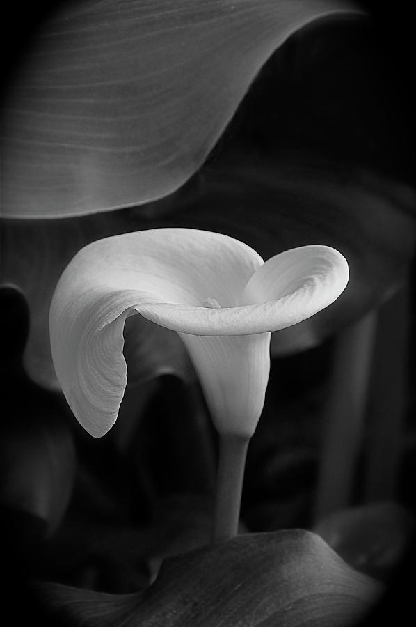 Calla Lily in Black and White Photograph by Byron Varvarigos