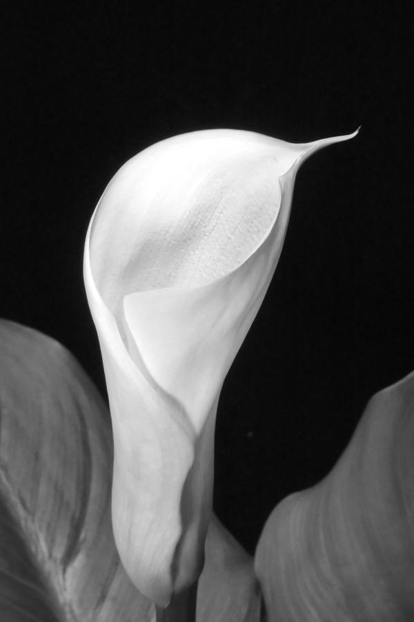 Calla Lily in Black and White Photograph by Harold Rau