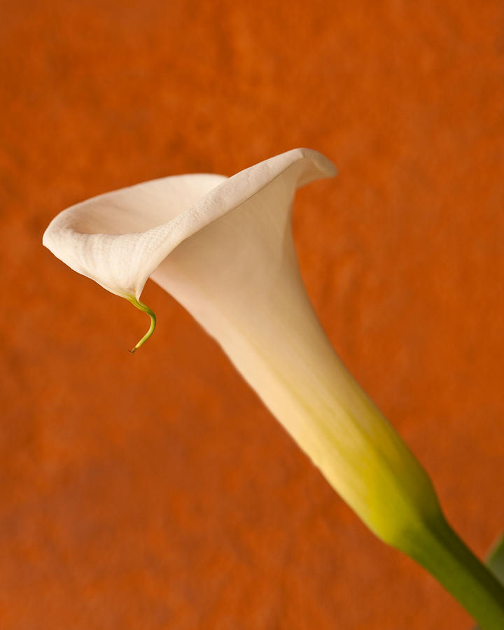 Calla Lily in Bloom Photograph by Lindley Johnson