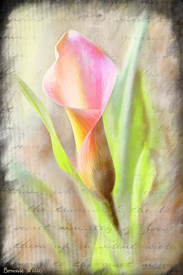 Calla Lily in Pink Photograph by Bonnie Willis