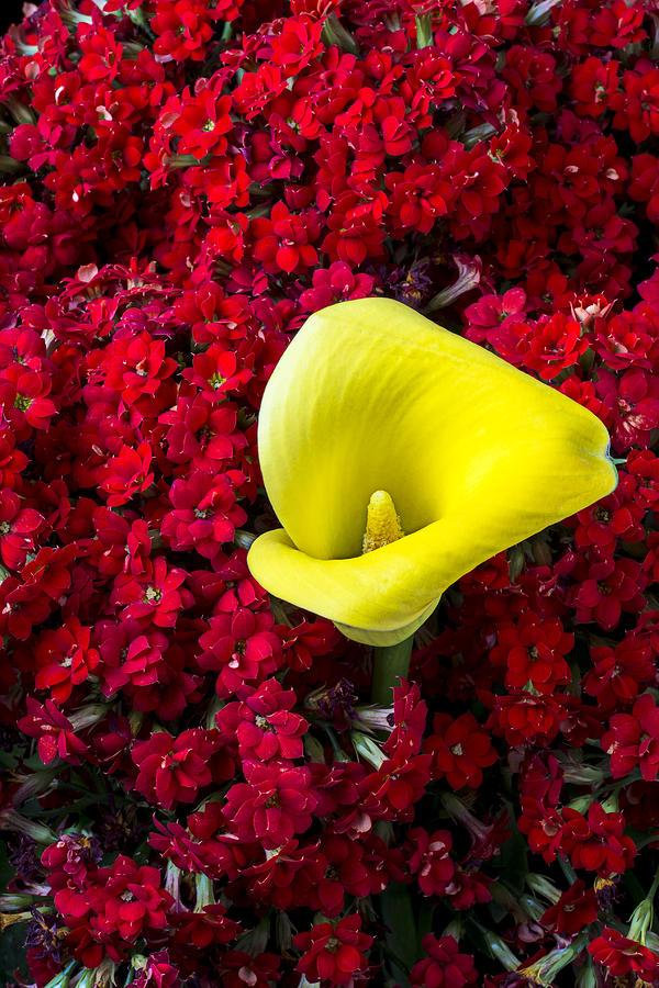 Lily Photograph - Calla lily in red Kalanchoe by Garry Gay