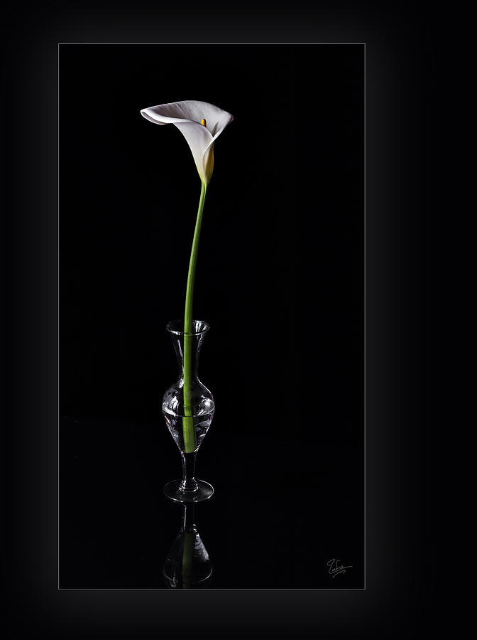 Calla Lily In Vase Photograph by Endre Balogh