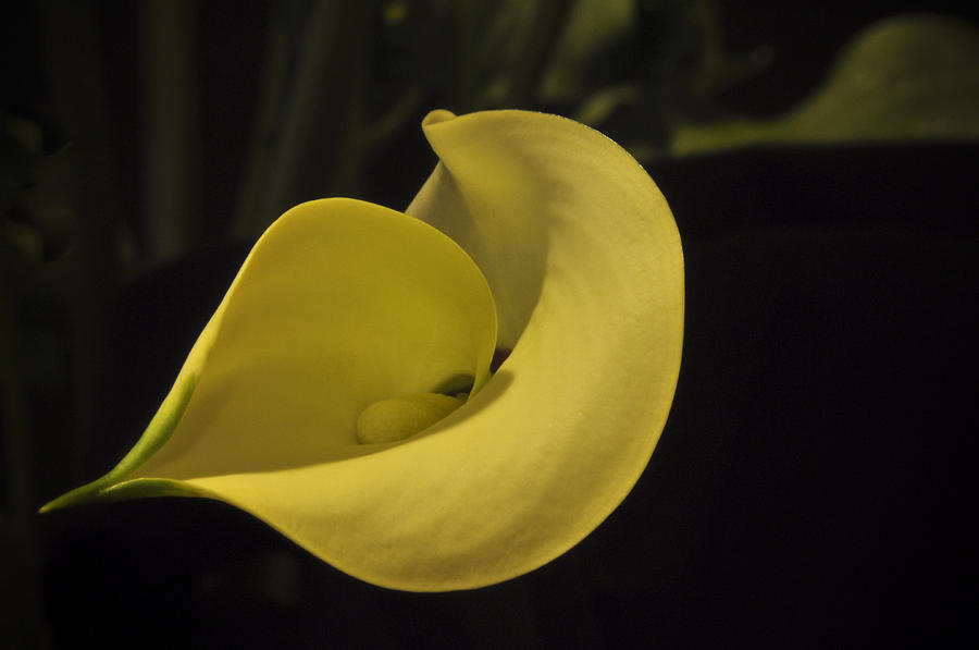 Calla Lily IV Photograph by Ron White