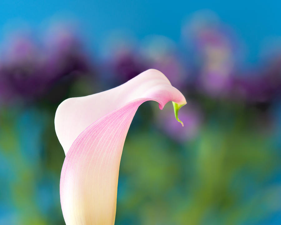 Calla Lily Photograph by Joan Herwig