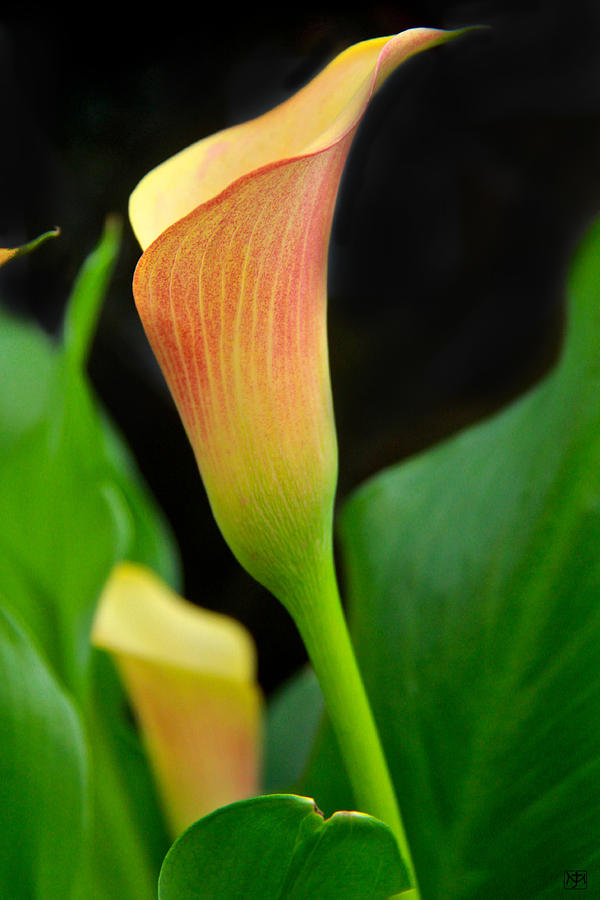 Calla Lily Photograph by John Meader