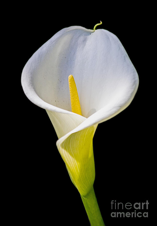 Calla Lily Photograph by Kate Brown