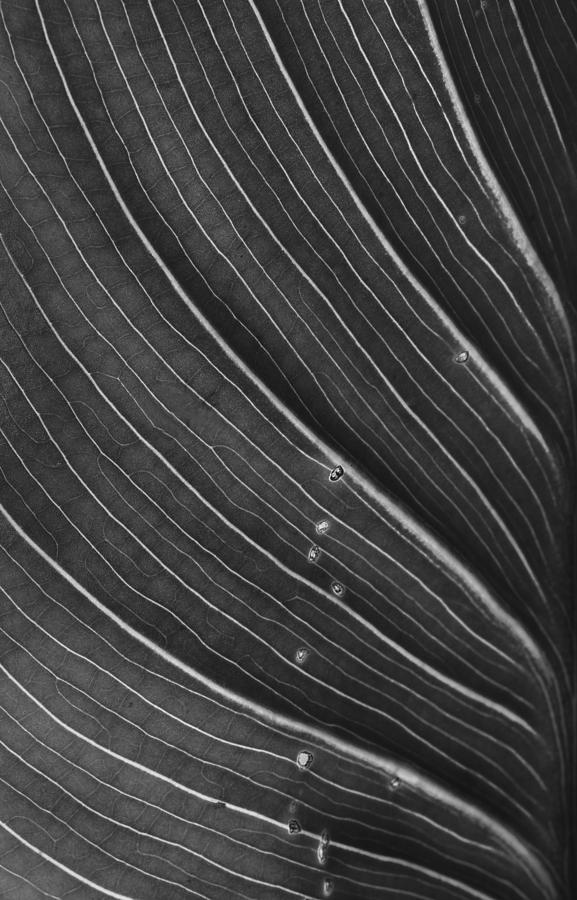 Nature Photograph - Calla Lily Leaf by Morgan Wright
