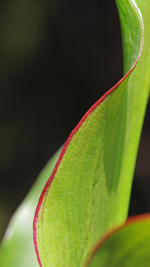 Calla Lily Leaves Photograph by Beth Fox - Pixels