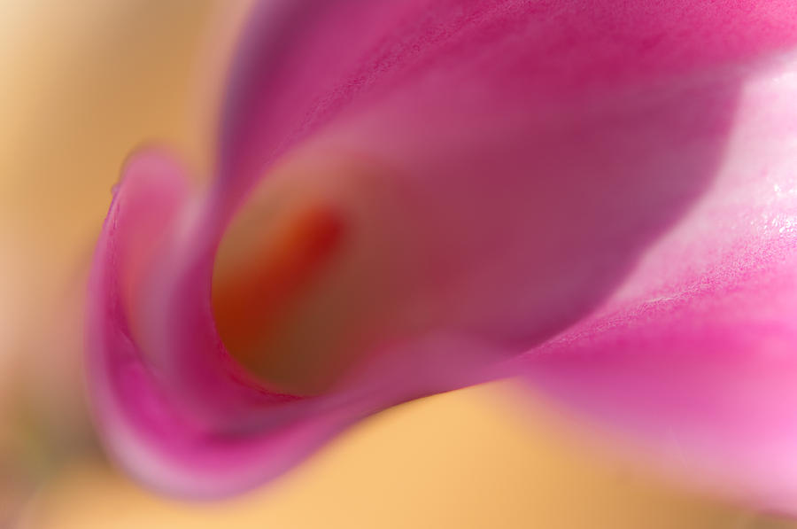 Nature Photograph - Calla Lily. Light within by Jenny Rainbow