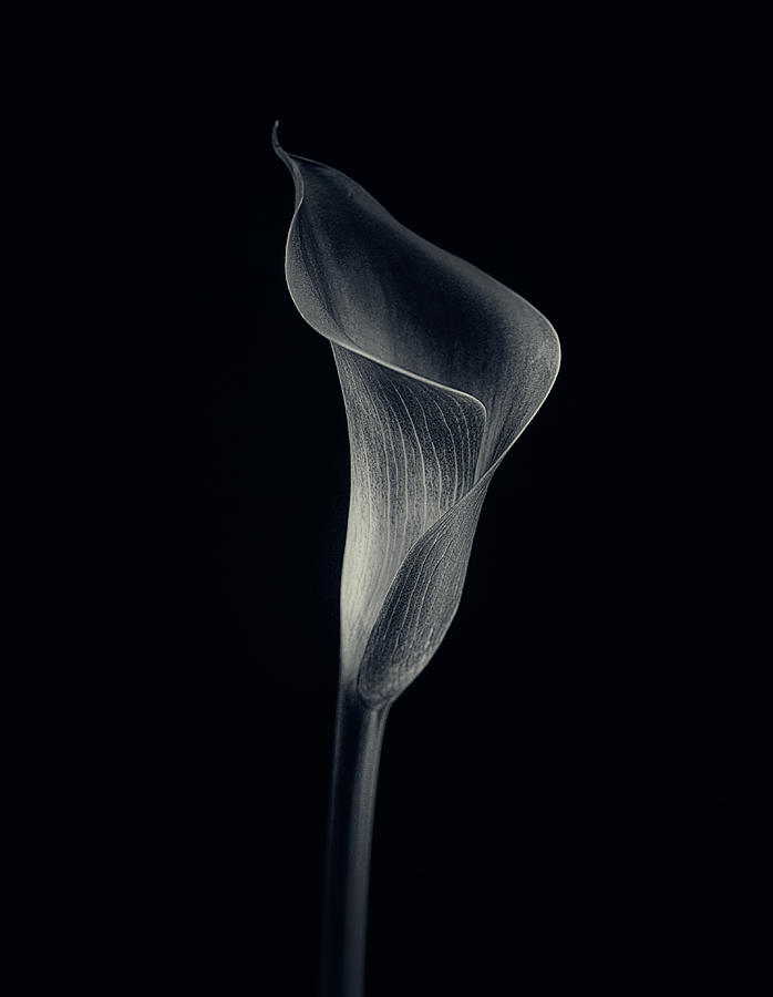 Flower Photograph - Calla Lily by Lotte Gr?nkj?r