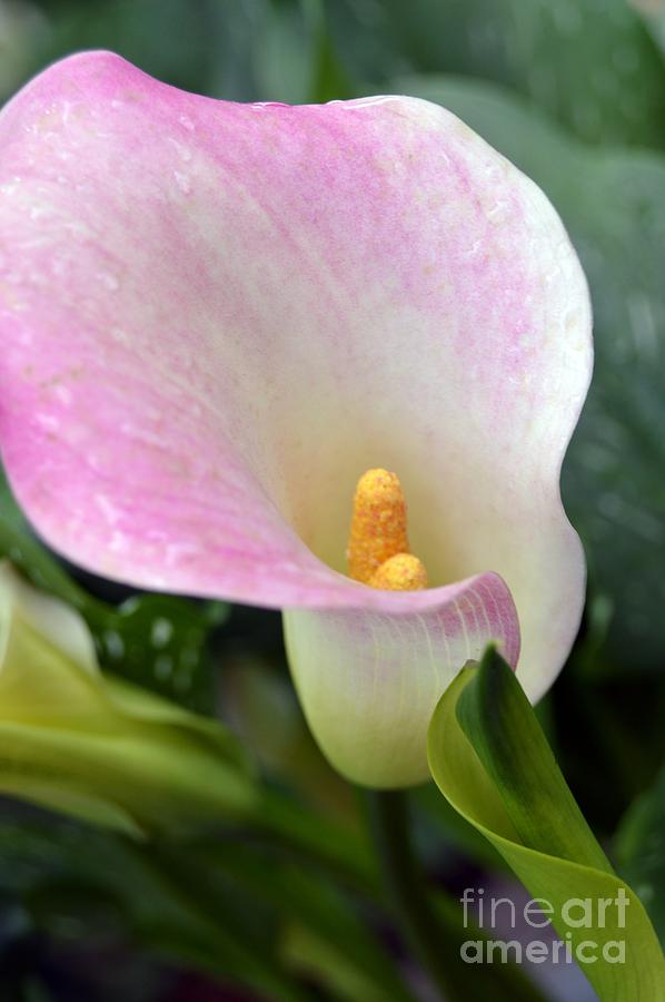 Calla Lily Photograph by Lynellen Nielsen