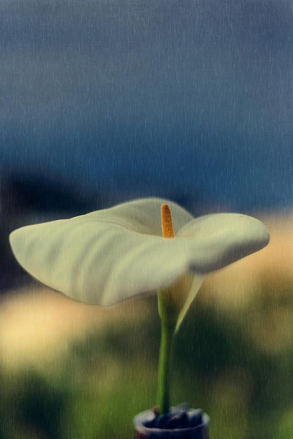 Calla Lily Photograph by Marco Oliveira