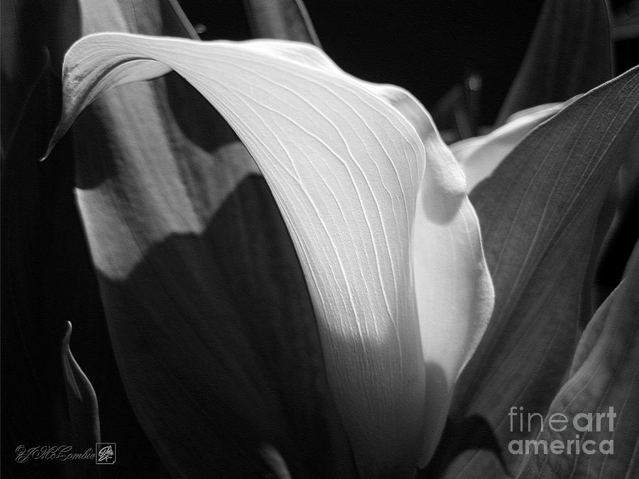 Calla Lily named Crystal Blush Photograph by J McCombie