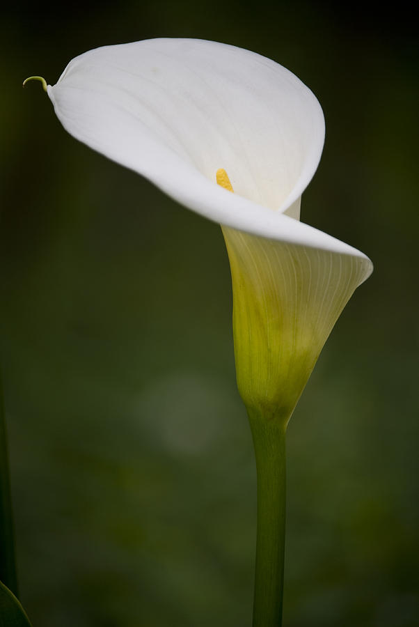 Nature Photograph - Calla Lily by Oceano Ransford