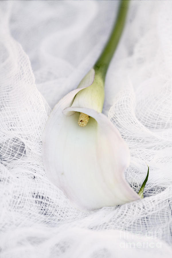 Calla Lily on White Background Photograph by Stephanie Frey