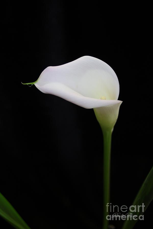 Calla Lily Open Photograph by Dodie Ulery
