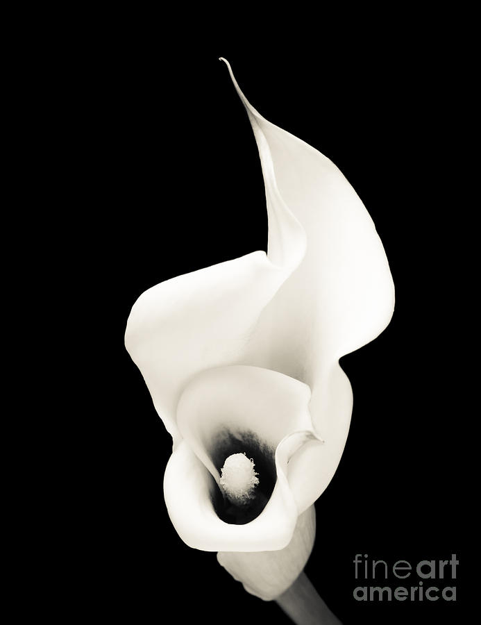 Calla Lily Photograph by Oscar Gutierrez