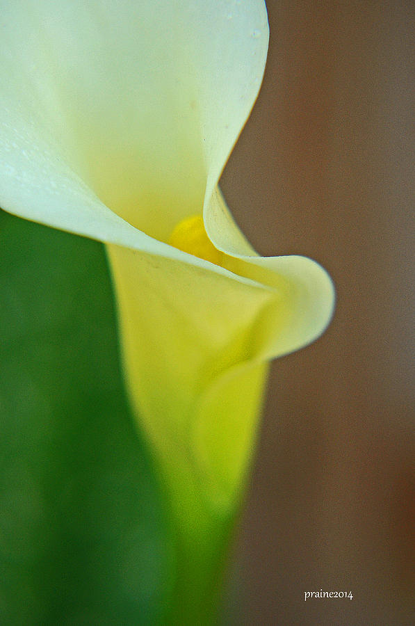Calla Lily Photograph by Patti Raine