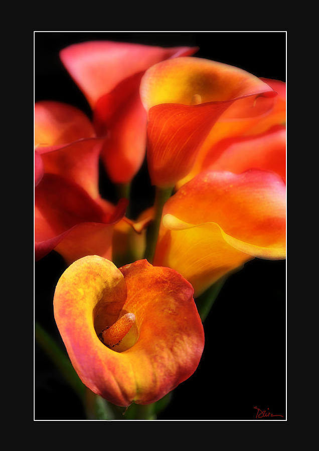 Calla Lily Photograph by Peggy Dietz