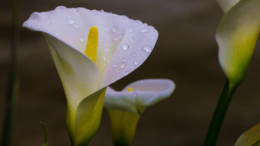 Calla Lily Photograph by Richard Cheski