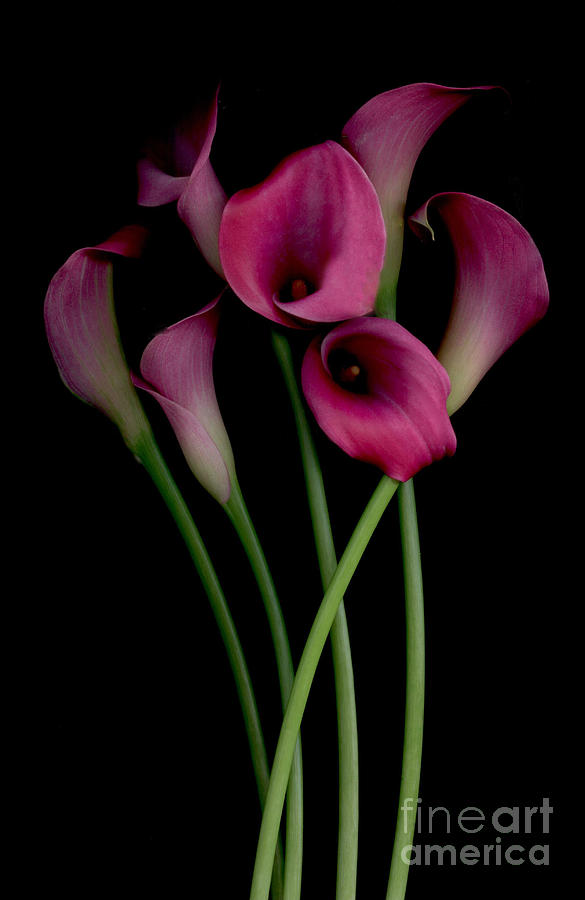 Lily Photograph - Calla Lily Song by Nancy TeWinkel Lauren