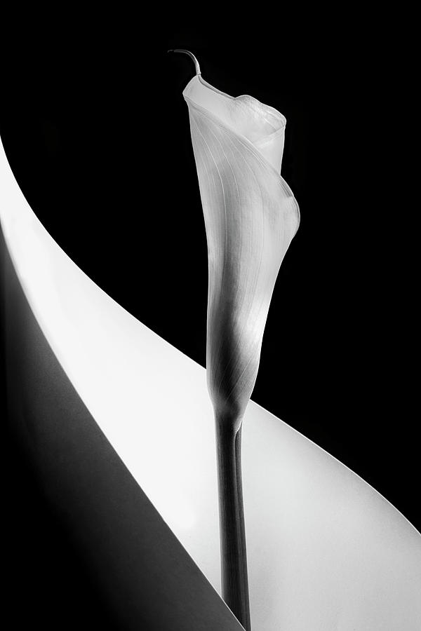 Calla Lily Photograph by Stephen Clough