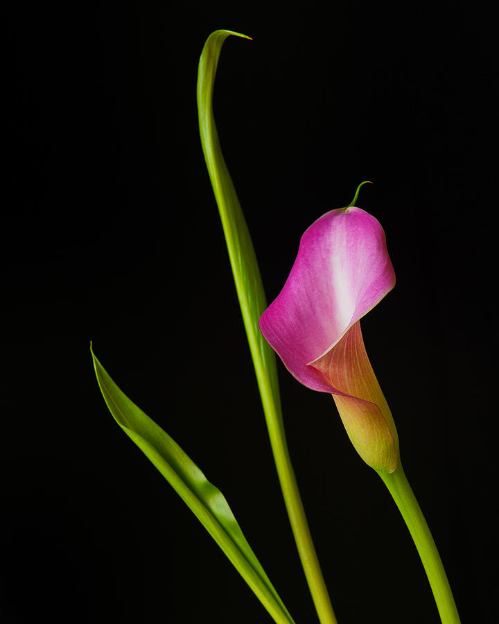 Calla Lily Photograph by Thomas Lavoie