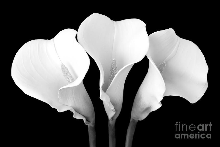 Calla Lily Trio in Black and White Photograph by Mary Deal