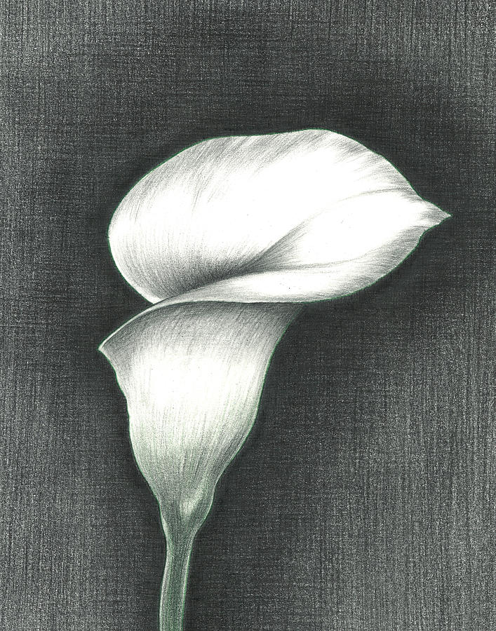 Conte pencil sketch of Lilies Yoga Mat by Alena Nikifarava - Fine Art  America