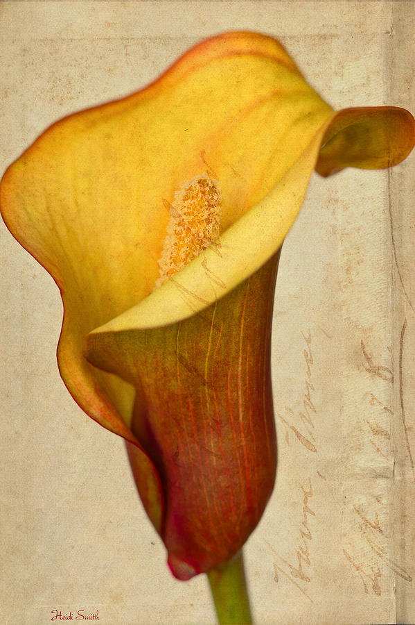 Nature Photograph - Calla Lily Vintage  by Heidi Smith