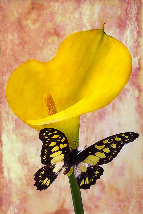 Flower Photograph - Calla Lily With Butterfly  by Garry Gay