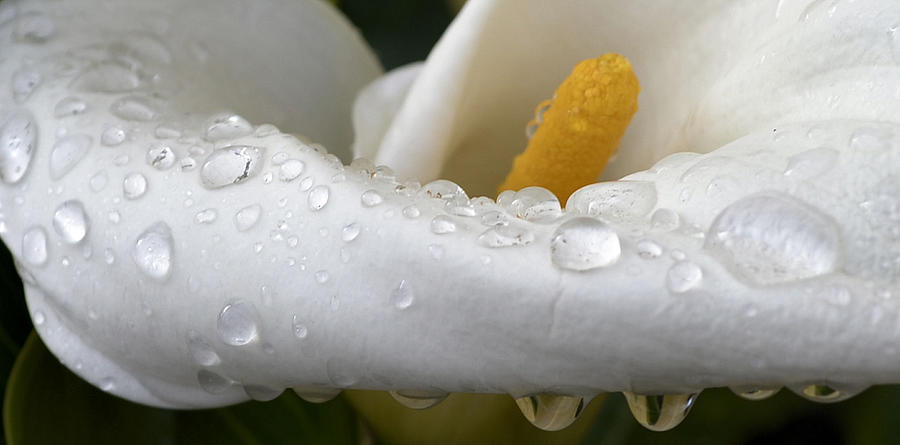 Calla Lily with Raindrops Photograph by Nadalyn Larsen