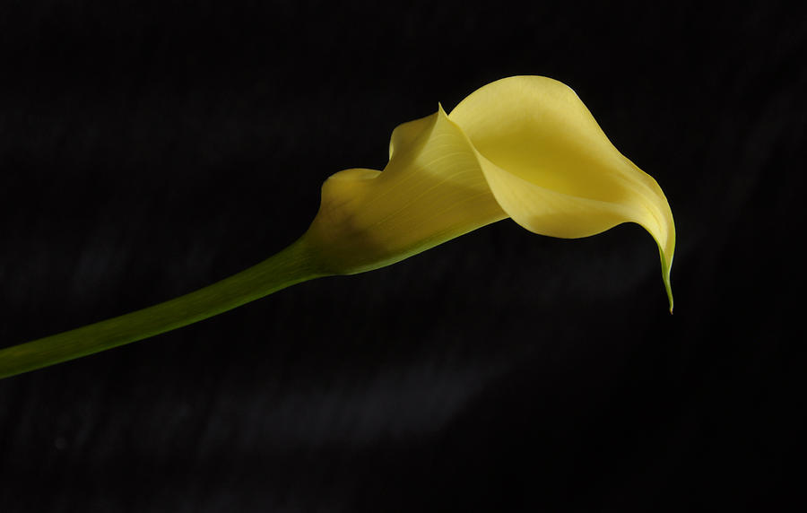Nature Photograph - Calla Lily Yellow II by Ron White