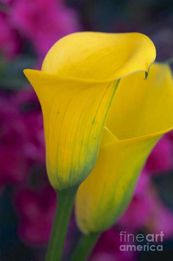 Calla Lily - Yellow Photograph by Vinnie Oakes - Pixels