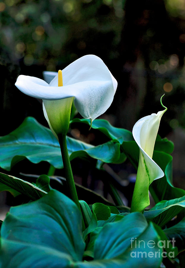 Calla Lily - Zantedeschia Aethiopica Photograph by Kaye Menner
